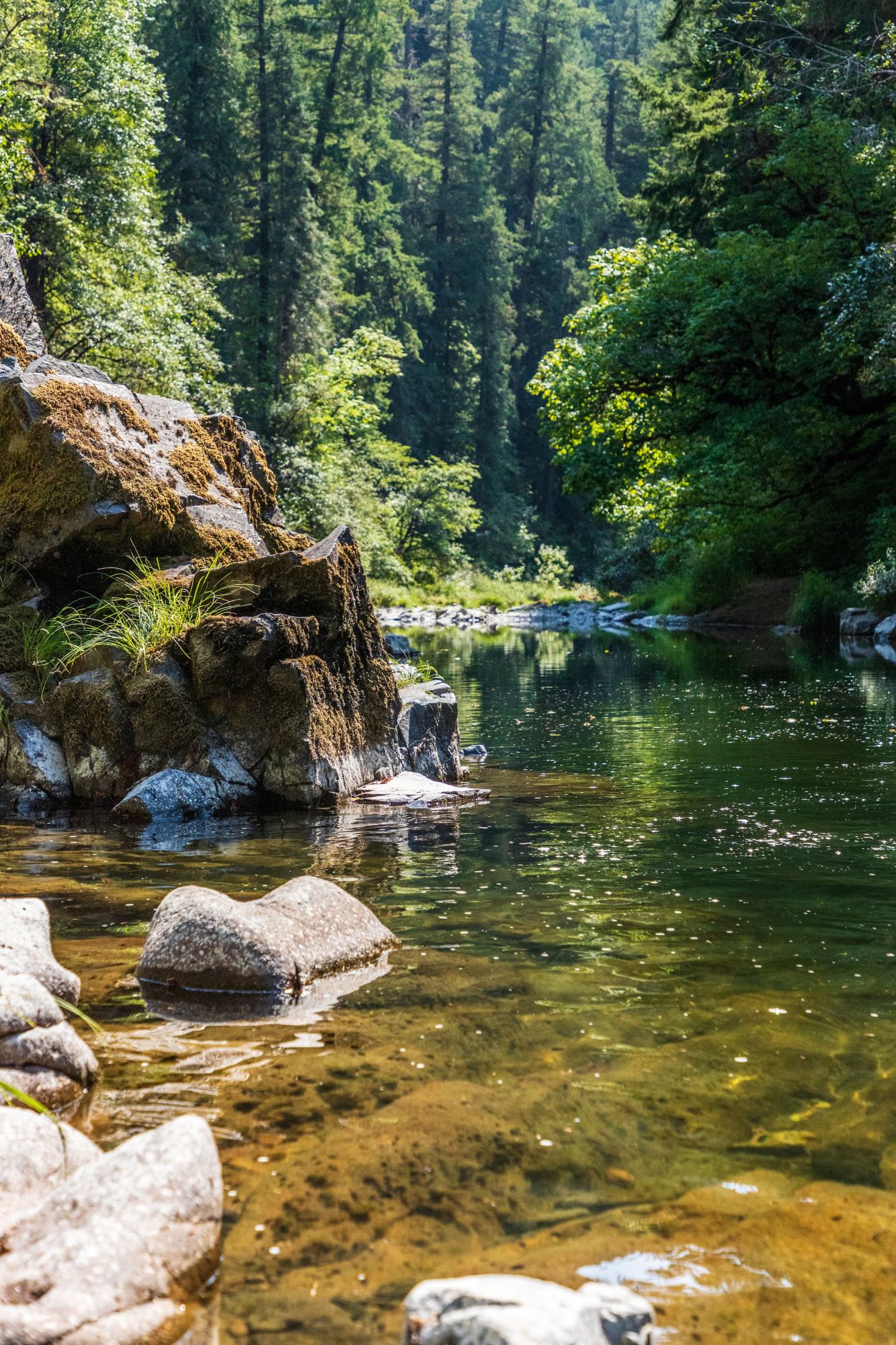 Sous-bois verdoyant au bord de l’eau